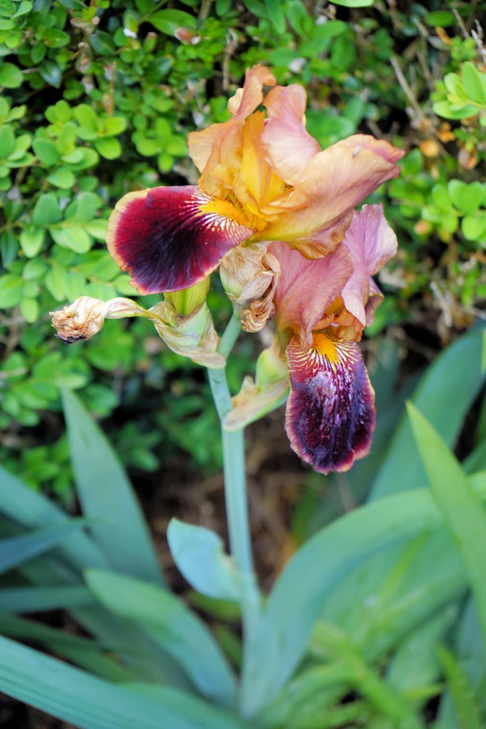 Iris barbata Louvois