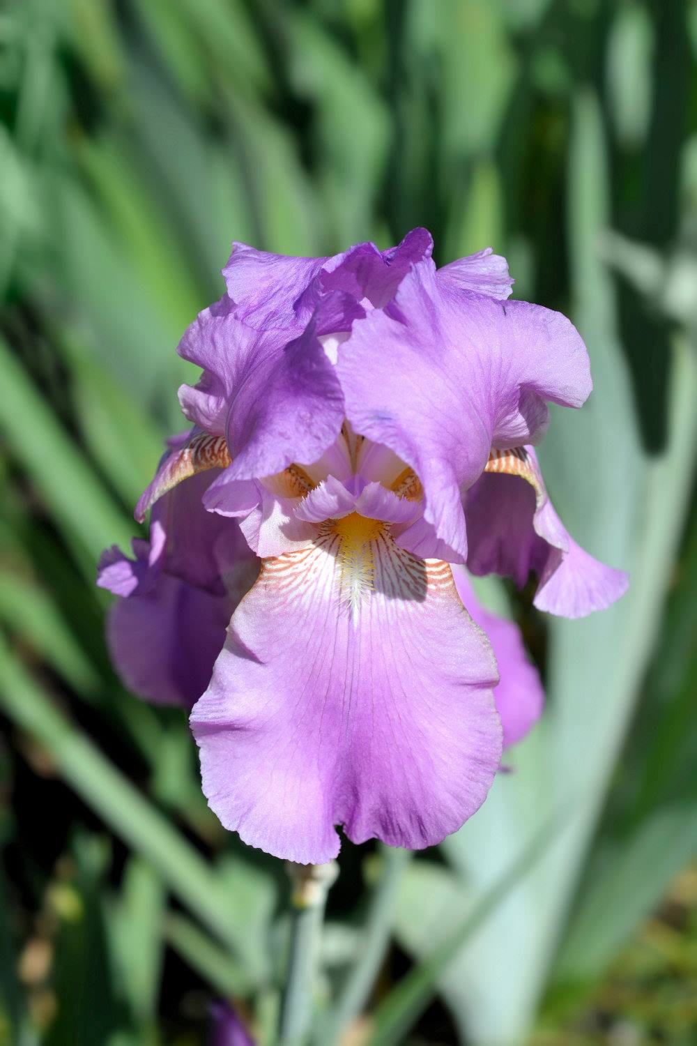 Iris barbata Pink Plume