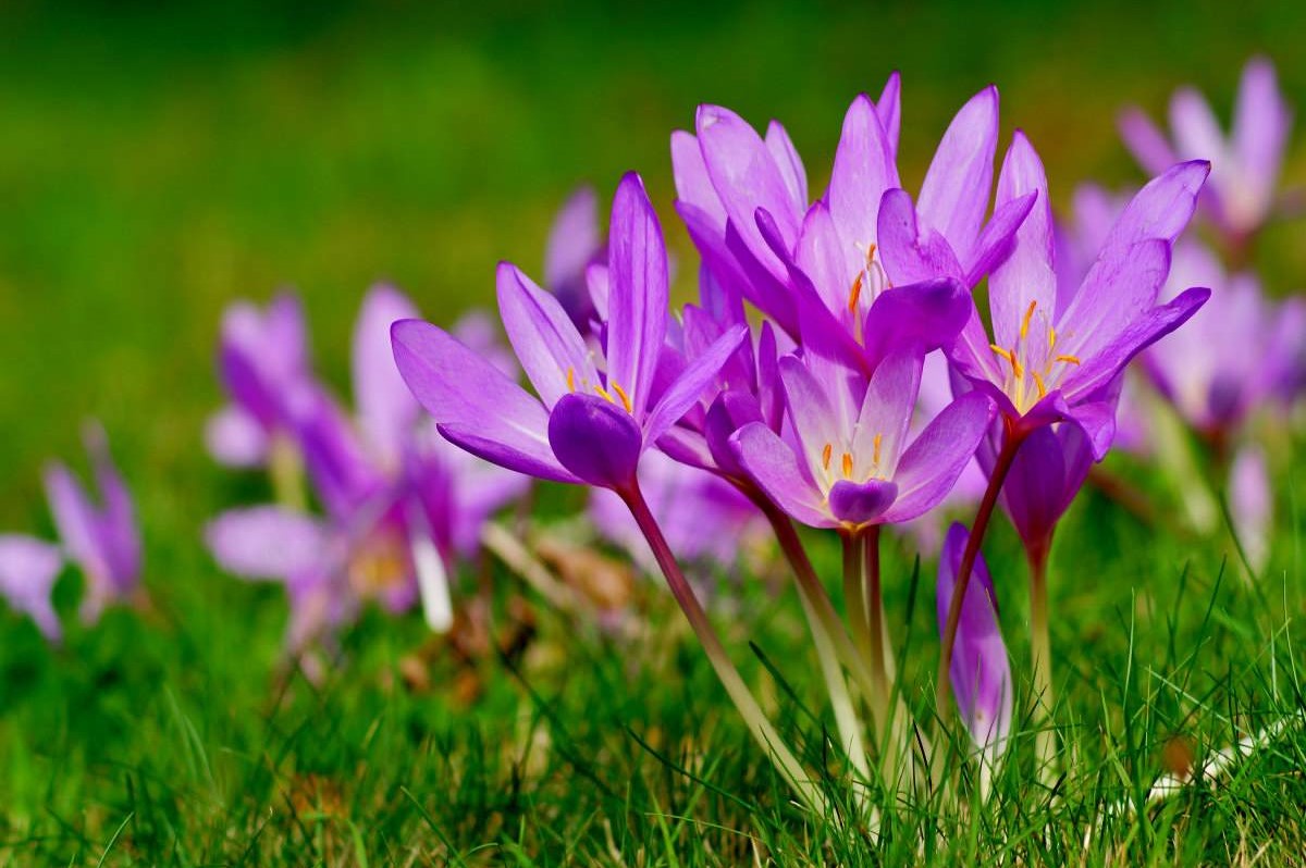 Ocún jesenní (Colchicum autumnale)