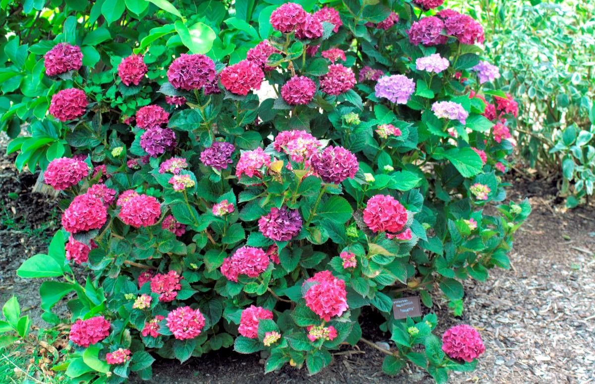 Hydrangea macrophylla Brunette Hydrangea macrophylla Brunette