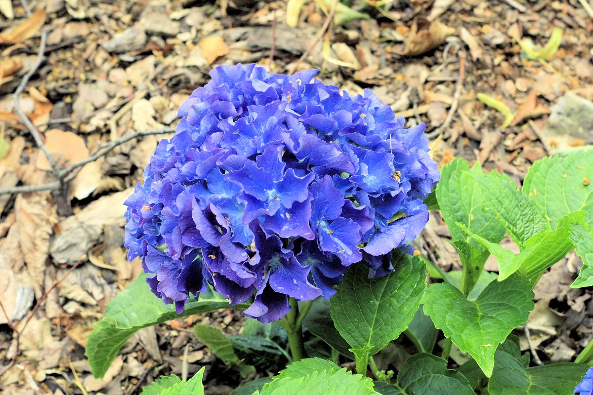 Hydrangea macrophylla Fripon vyniká modrými květy bez změny chemismu půdy Hydrangea macrophylla Fripon vyniká modrými květy bez změny chemismu půdy