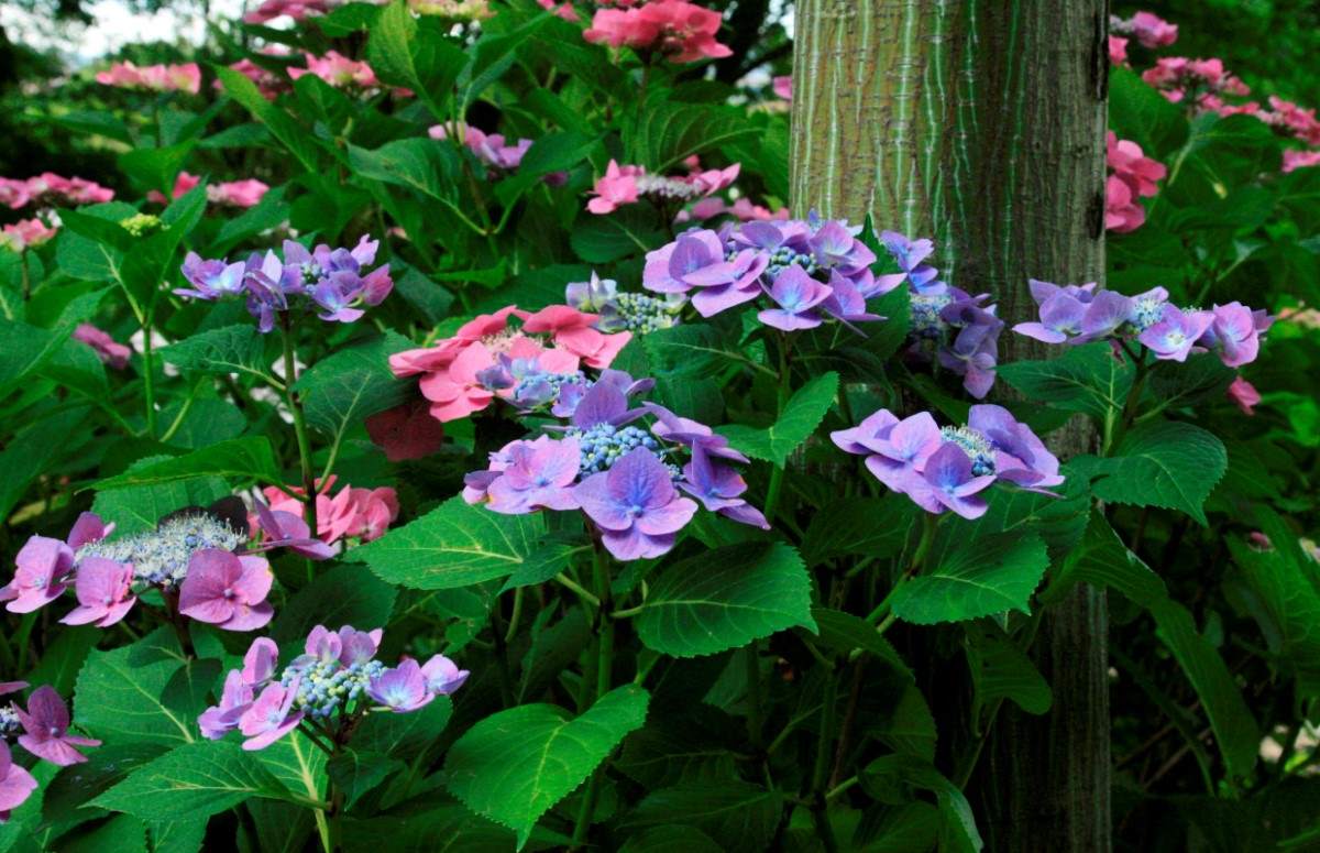 Hydrangea macrophylla Gimpel po aplikaci síranu hlinitoamonného Hydrangea macrophylla Gimpel po aplikaci síranu hlinitoamonného