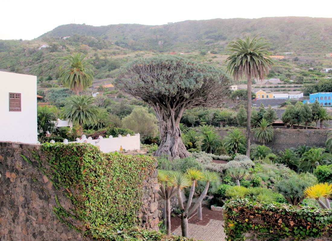 Draceana na Tenerife je považován za nejstarší rostlinu světa Draceana na Tenerife je považován za nejstarší rostlinu světa