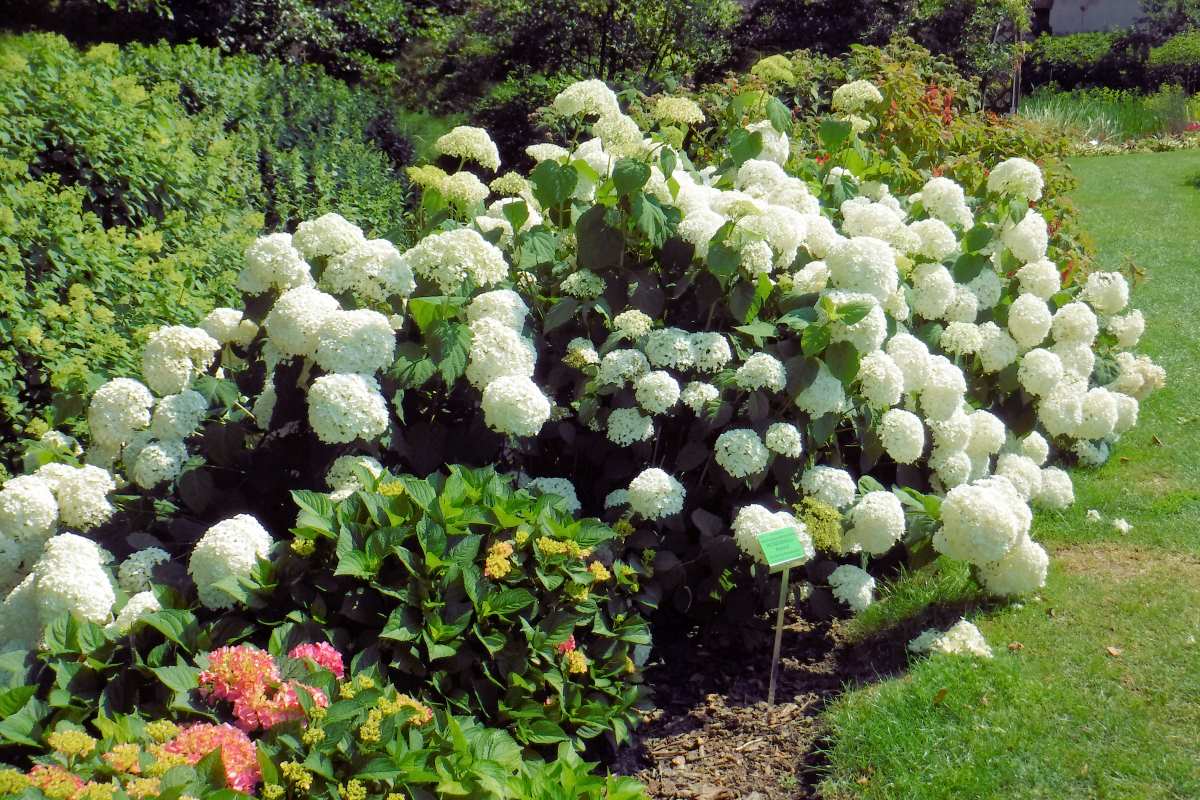 Hydrangea arborescens Abetwo Hydrangea arborescens Abetwo