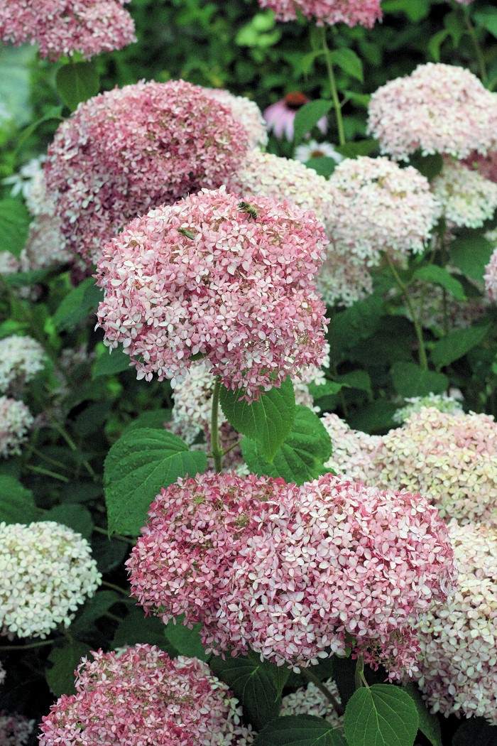 H. arborescens Invincibelle Spirit - detail květu H. arborescens Invincibelle Spirit - detail květu