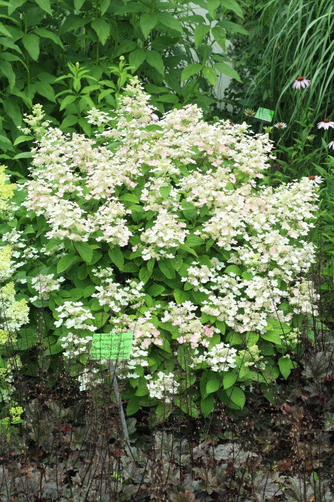 H. paniculata Burgundy Lace H. paniculata Burgundy Lace