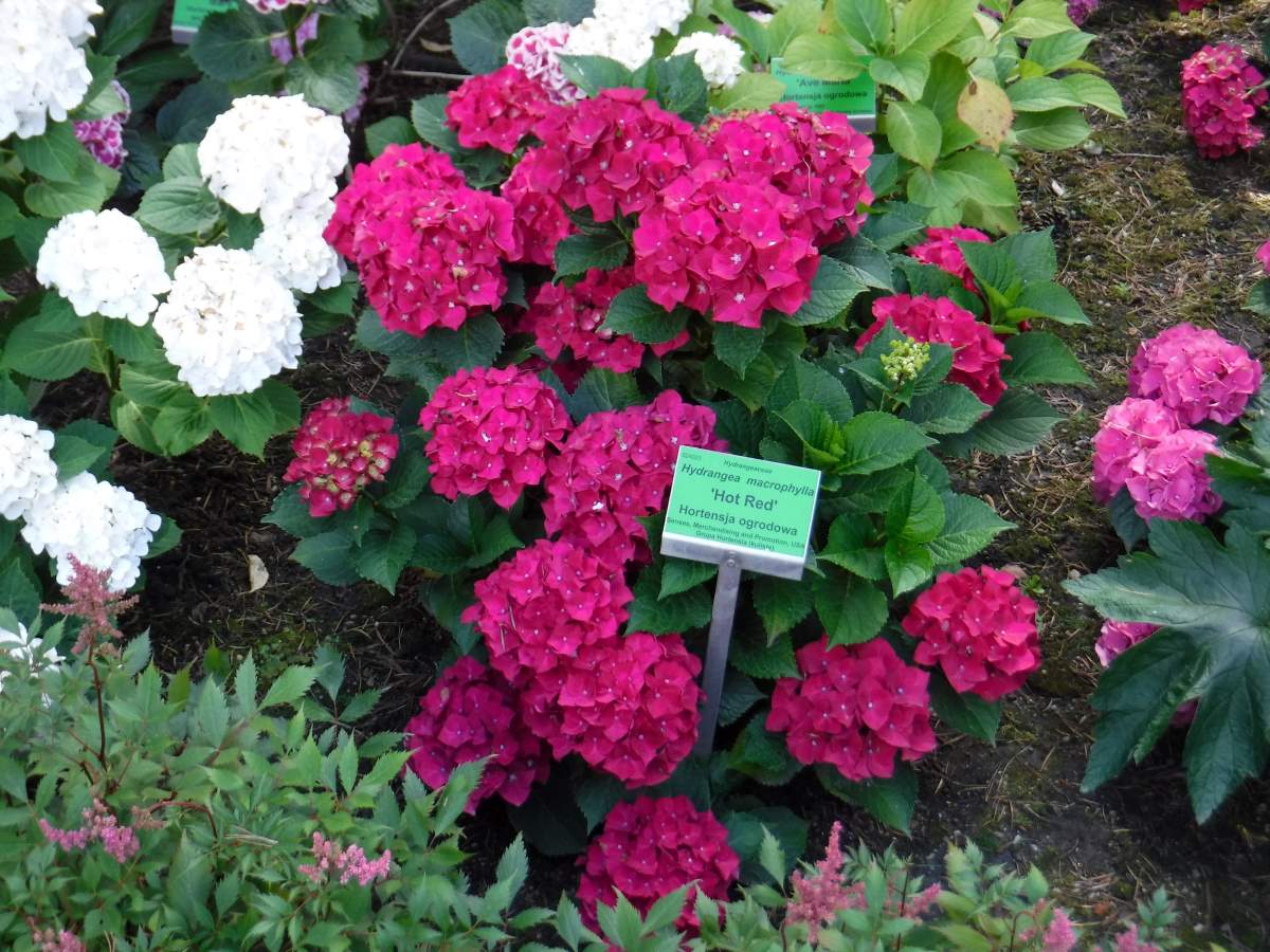 Hydrangea macrophylla Hot Red
