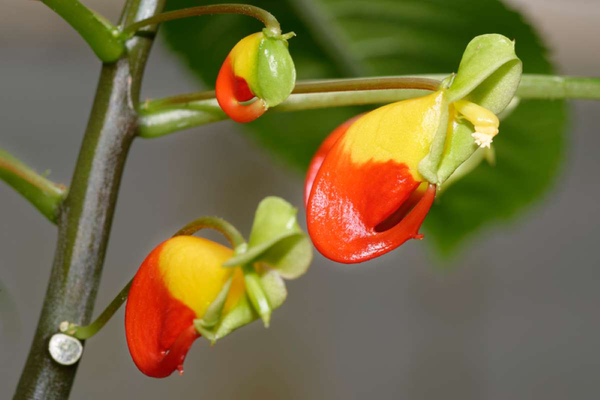 Impatiens niamniamensis právem nazývaná papoušek Vděčný druh Netýkavka konřská