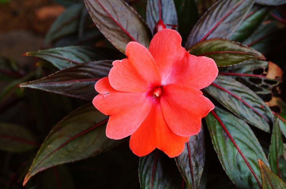 Impatiens walleriana New Guinea kvete až do prvních mrazíků Impatiens walleriana New Guinea kvete až do prvních mrazíků