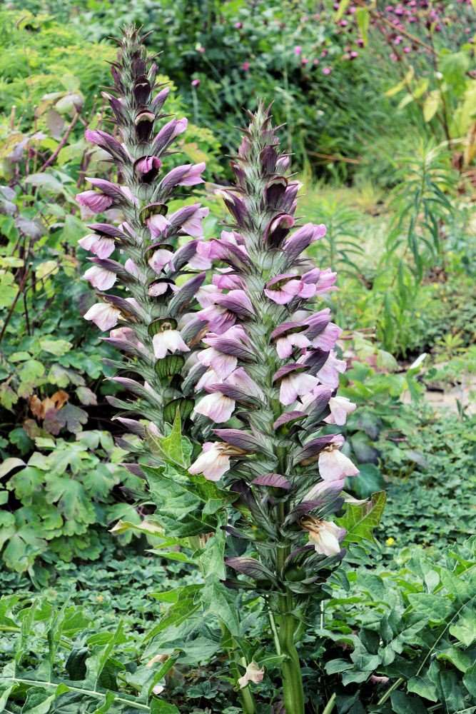 Acanthus hungaricus Acanthus hungaricus