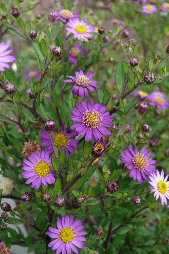 Aster ageratoides Ezo Murasaki Aster ageratoides Ezo Murasaki