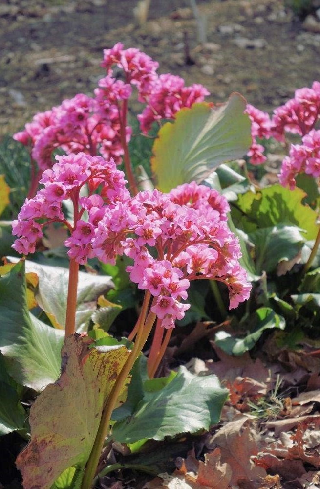 Bergenia Herbstblüte Bergenia Herbstblüte