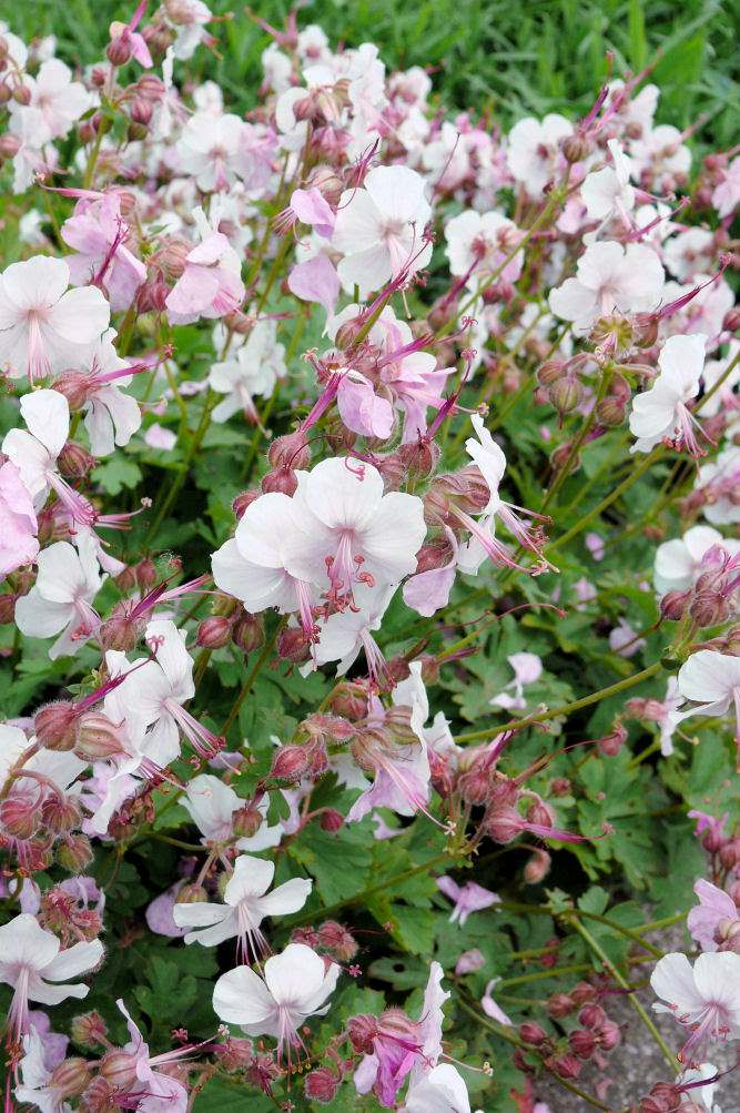Geranium × cantabrigiense Lohfelden Geranium × cantabrigiense Lohfelden
