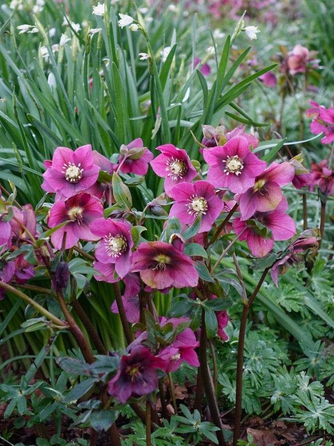 Helleborus orientalis hybr. Helleborus orientalis hybr.