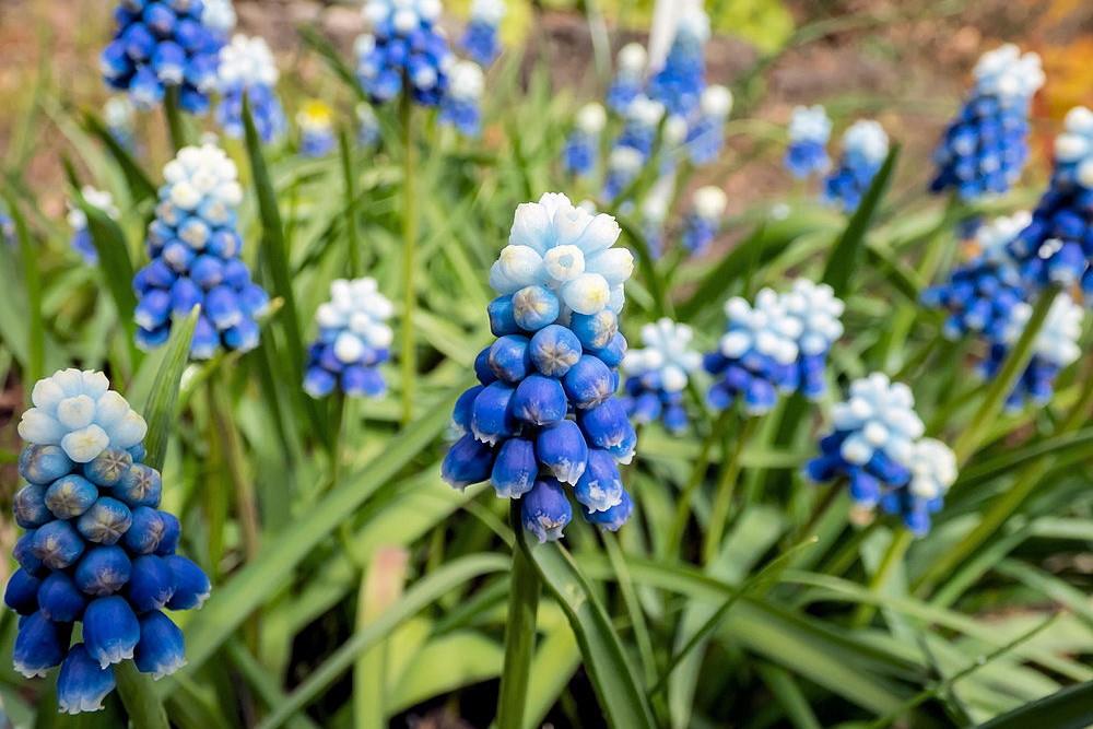 Muscari Mount Hood je poměrně vzácný kultivar Muscari Mount Hood je poměrně vzácný kultivar