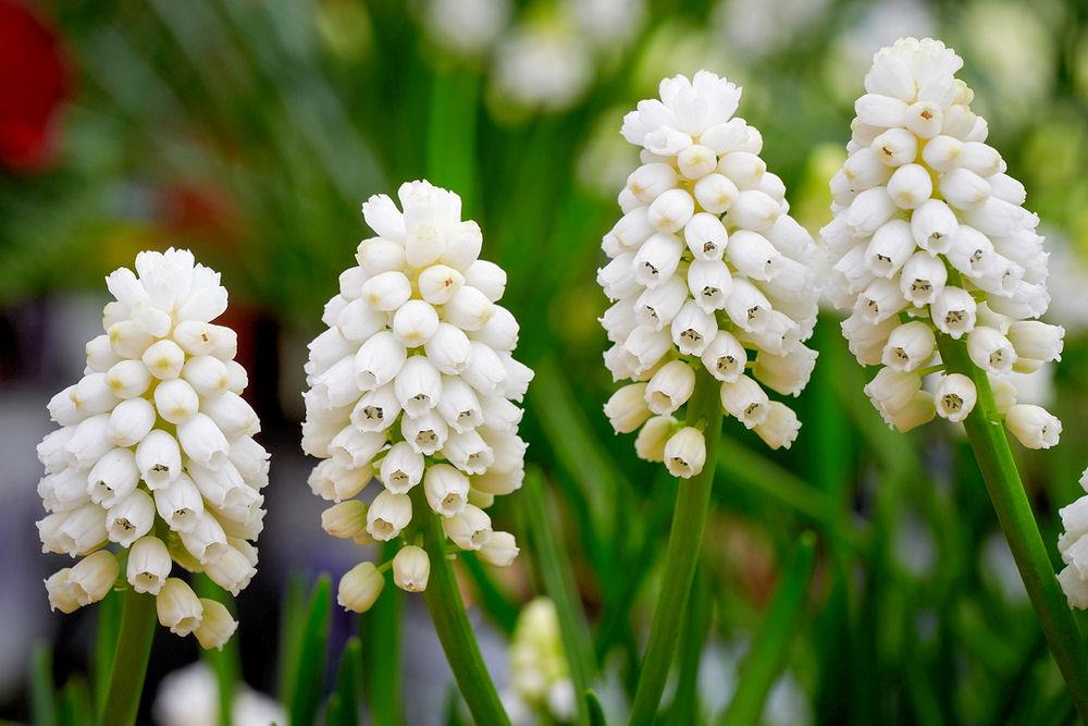 Muscari White Magic má krémově bílé květy Muscari White Magic má krémově bílé květy