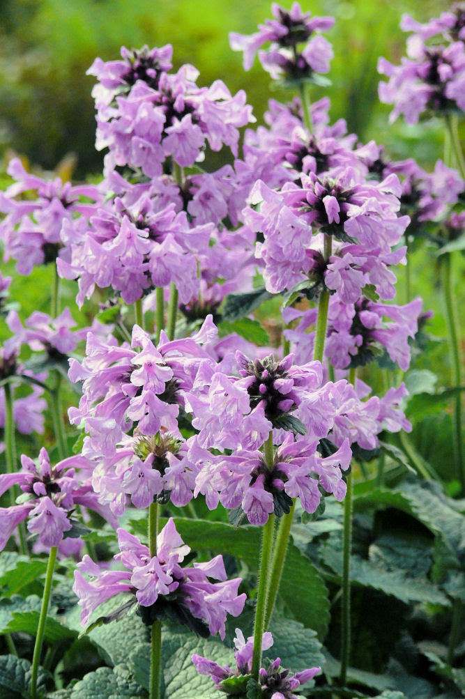 Stachys macrantha Superba Stachys macrantha Superba