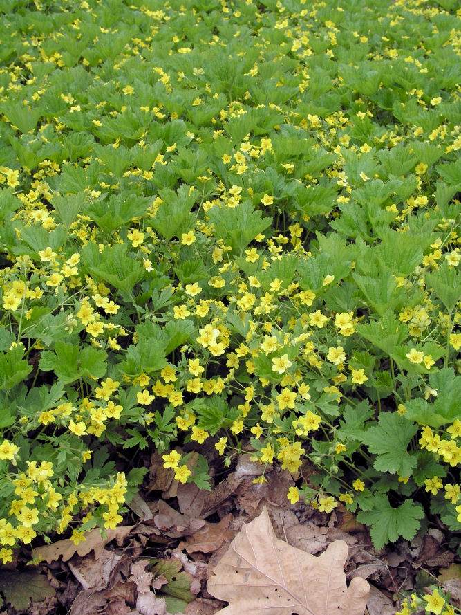 Waldsteinia geoides Waldsteinia geoides