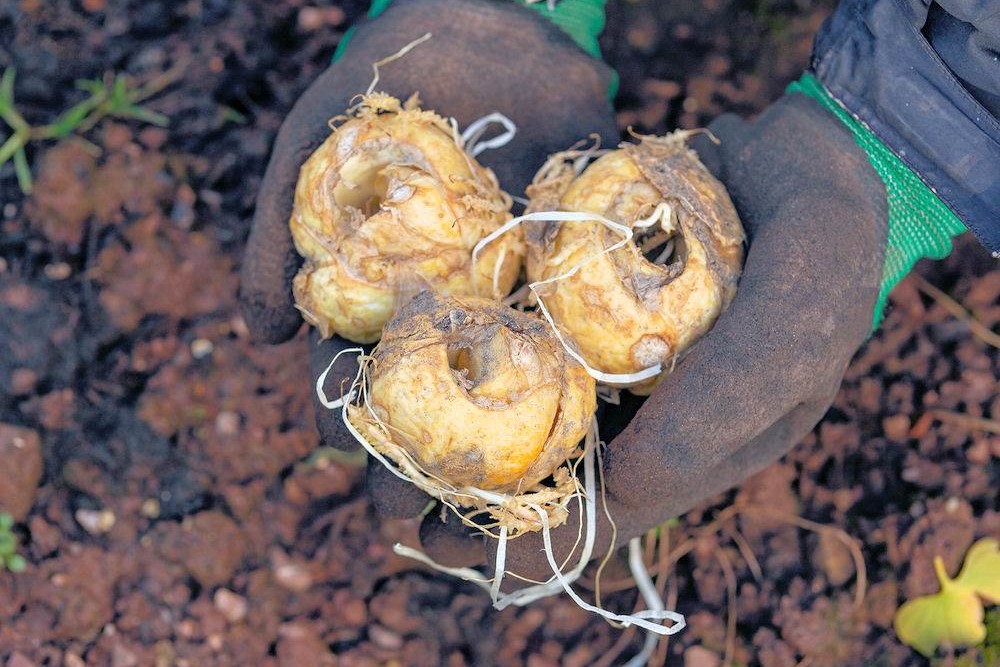 Cibule řebčíku královského Cibule řebčíku královského