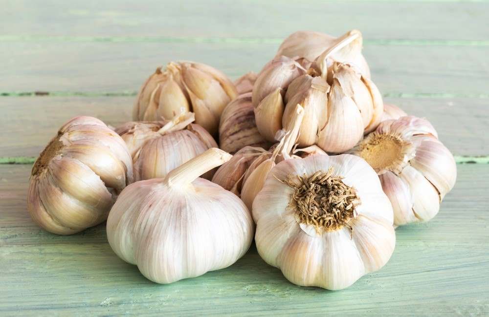 Chuť českého česneku převyšuje zahraniční odrůdy Česnek kuchyňský lze množit pouze vegetativně
