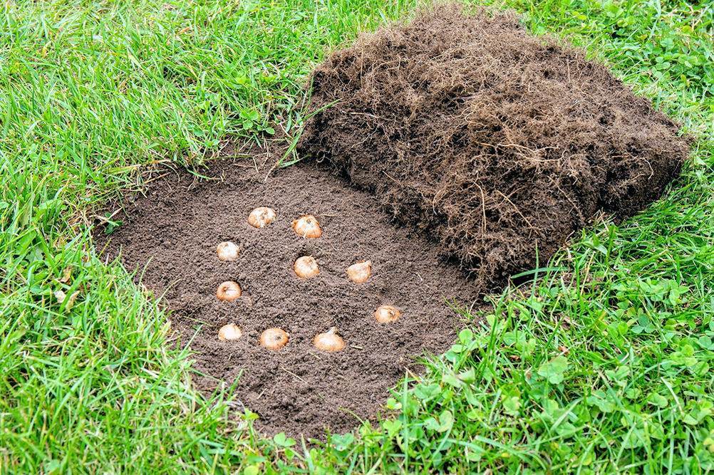 Na zahrádce sázíme cibule většinou do hnízd Nejlepšího výsledku docílíme při výsadbě více kusů od jednoho druhu