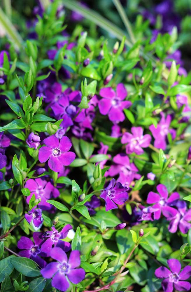 Vinca minor Atropurpureum Vinca minor Atropurpureum