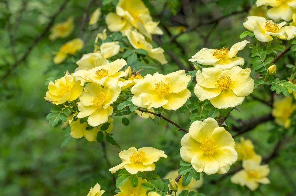 Růže Hugonova patří mezi původní, čili botanické růže Růže Hugonova patří mezi původní, čili botanické růže