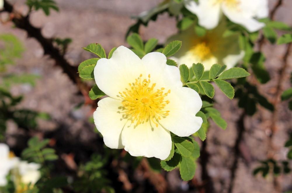 Velmi ostnatá Rosa omeiensis pochází z Číny Velmi ostnatá Rosa omeiensis pochází z Číny