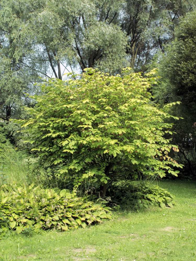 E. planipes může růst i jako menší stromek