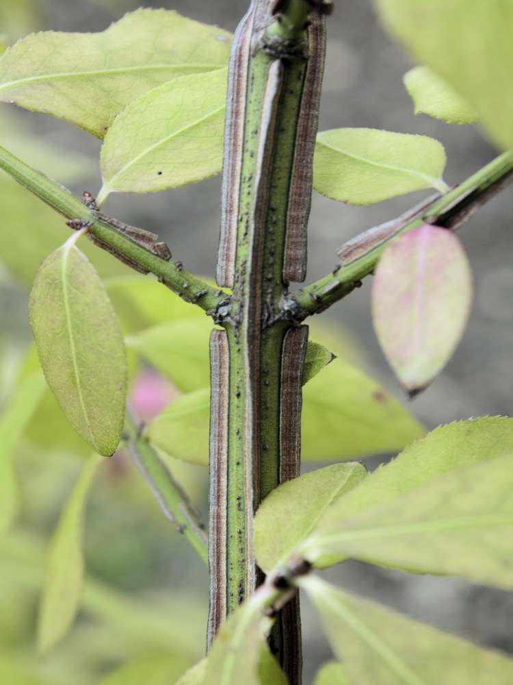 Korkové lišty (E. alatus)
