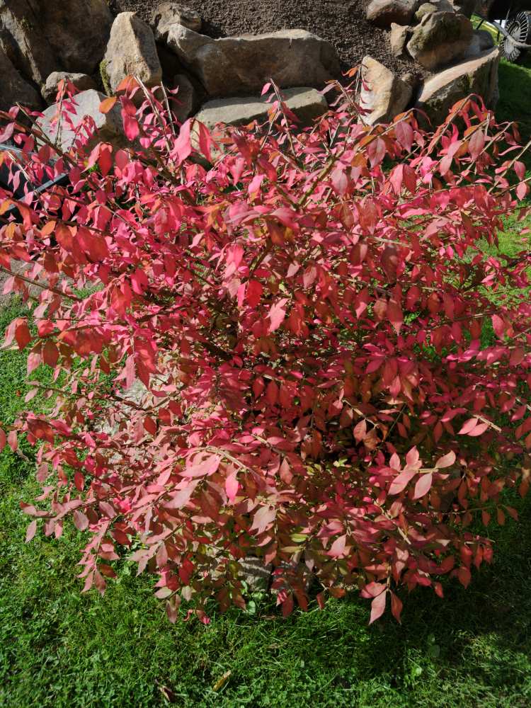 E. alatus - podzimní zbarvení