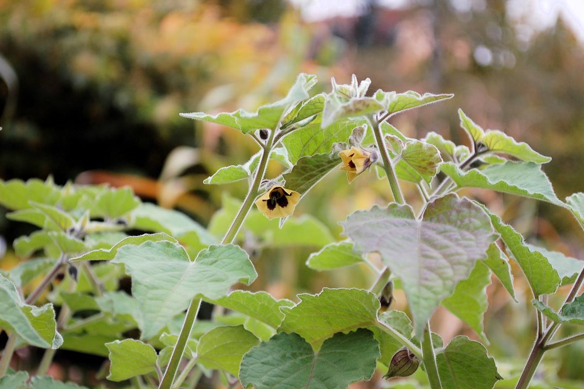 Kvetoucí mochyně peruanská (Physalis peruviana)