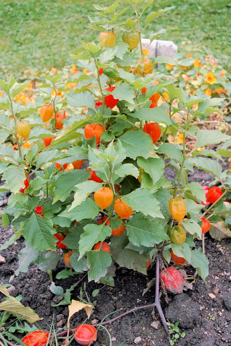 Mochyně židovská třešeň - Alkekengii officinarum