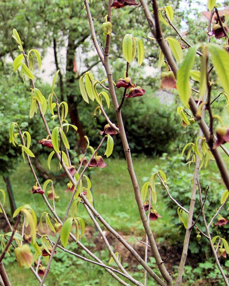 Muďoul (Asimina triloba) - květy Muďoul kvete netradičními červenofialovými květy