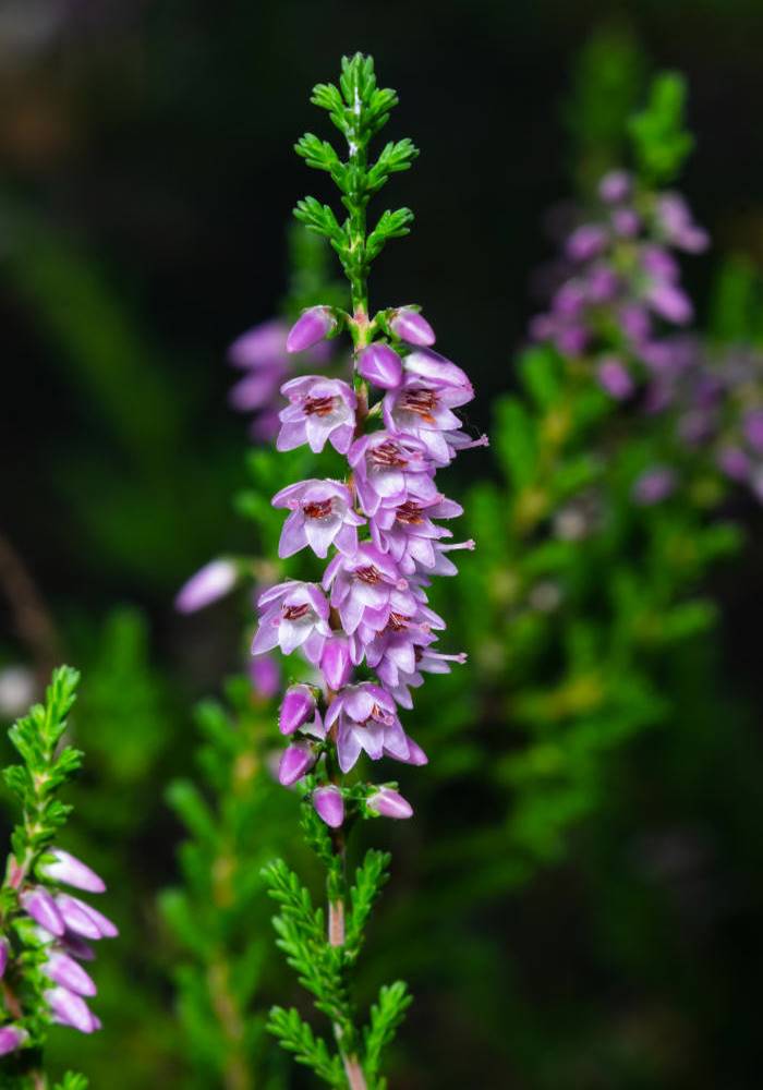 Vřes (Calluna) kvete v pozdním létě růžově nebo růžovofialovou barvou, ale občas najdeme i bíle kvetoucí rostliny Vřes obecný (Calluna vulgaris), lidově nazývaný břes