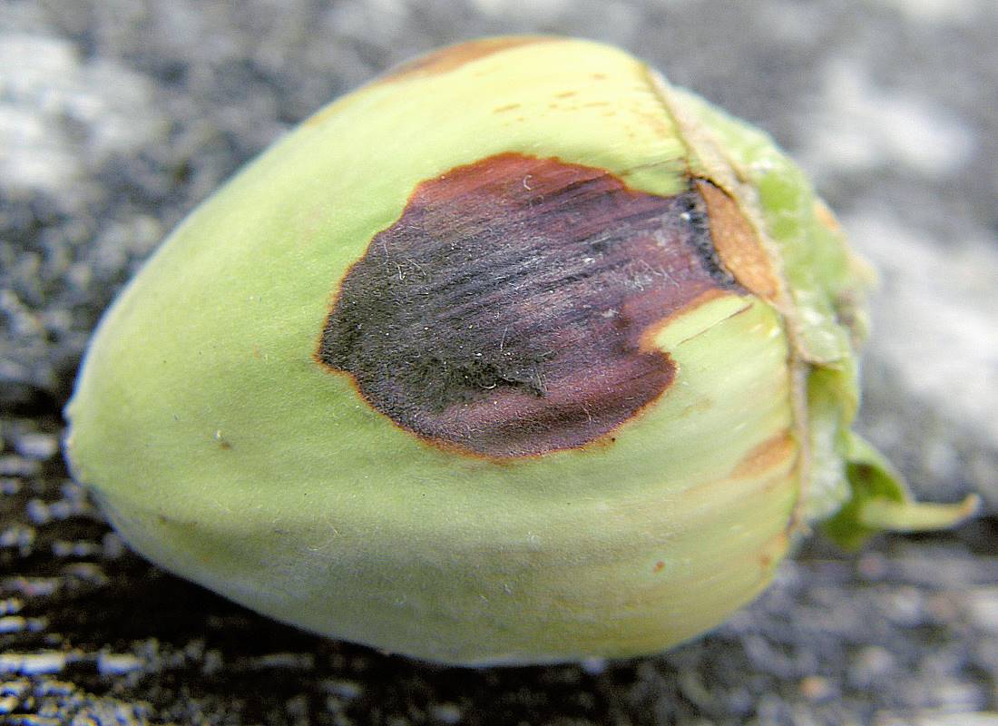 Aktuální problémy zahrádkářů pod drobnohledem odborníka