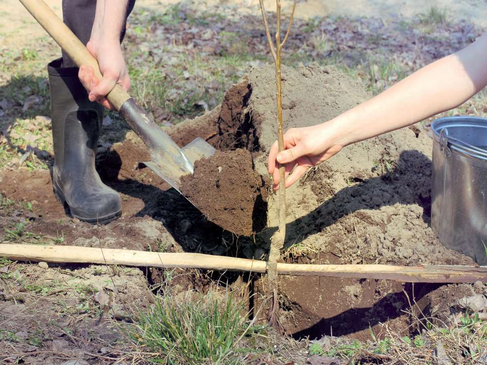 Výsadba ovocných stromků - nyní je ten správný čas!