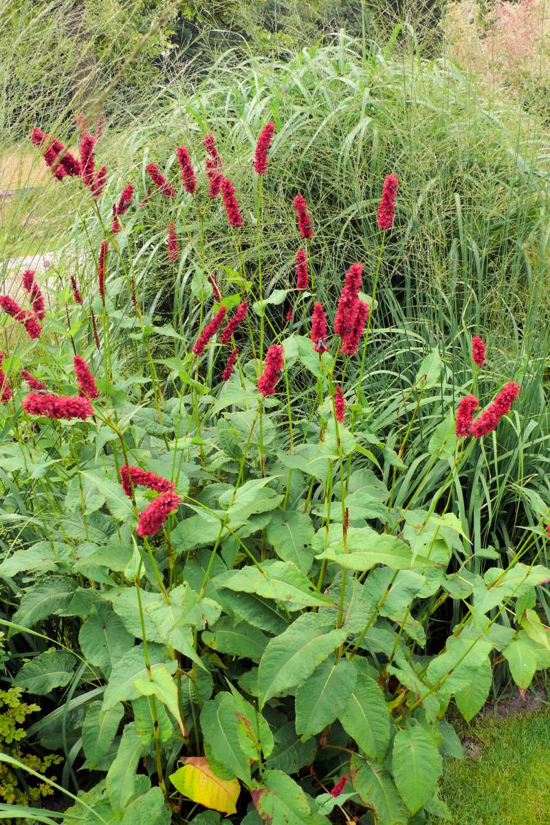Persicaria amplexicaulis Fat Domino - velmi atraktivní a výrazný kultivar Persicaria amplexicaulis Fat Domino - velmi atraktivní a výrazný kultivar