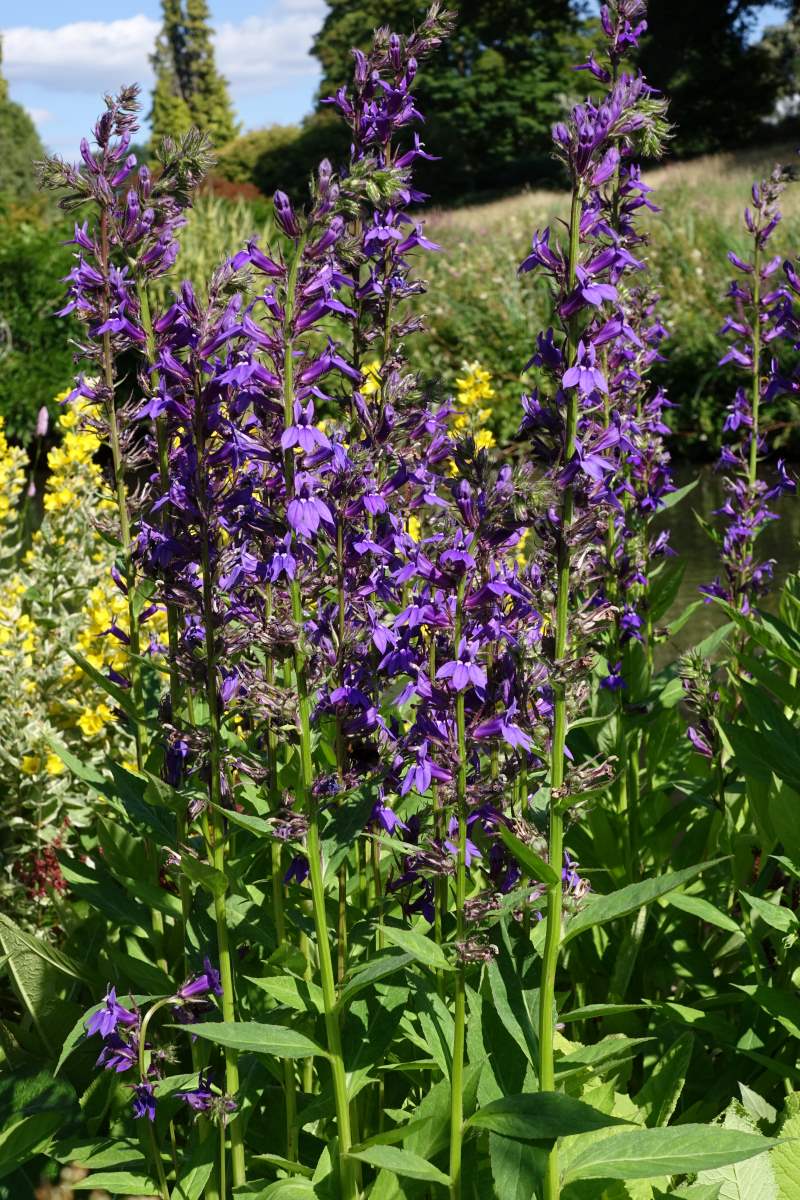Lobelia siphilitica se vysazuje do vlhkých partií zahrad a blízkosti zahradních jezírek Lobelia siphilitica se vysazuje do vlhkých partií zahrad a blízkosti zahradních jezírek
