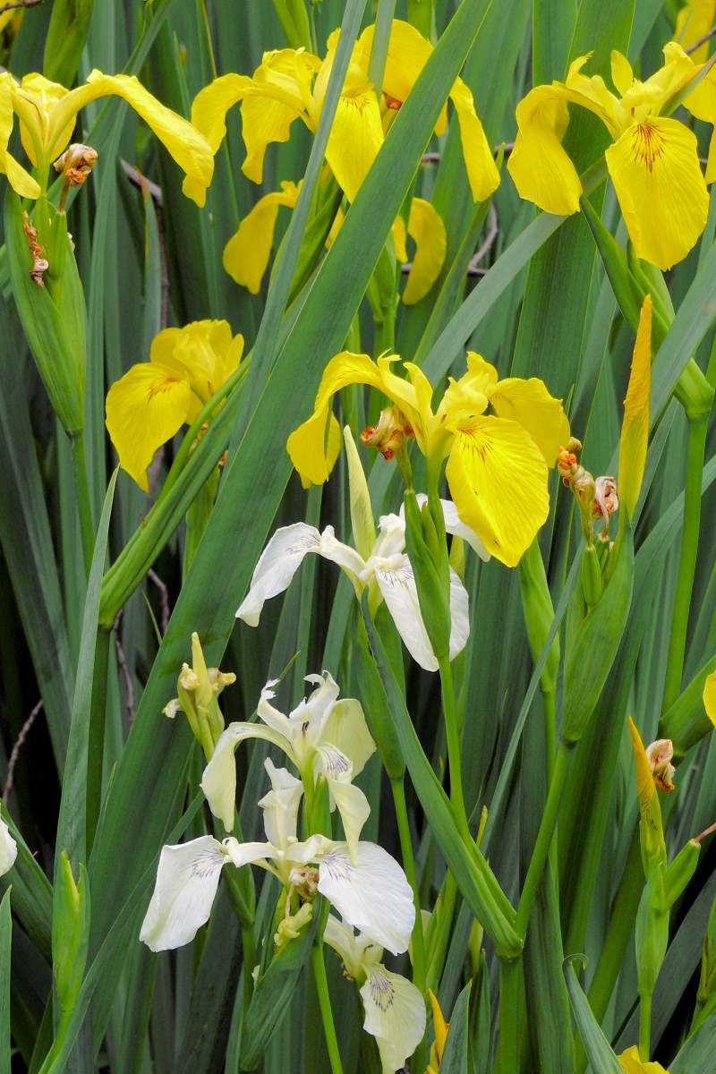 Iris pseudacorus kvete žlutými (vzácně bledě žlutými, až bílými) květy Iris pseudacorus kvete žlutými (vzácně bledě žlutými, až bílými) květy