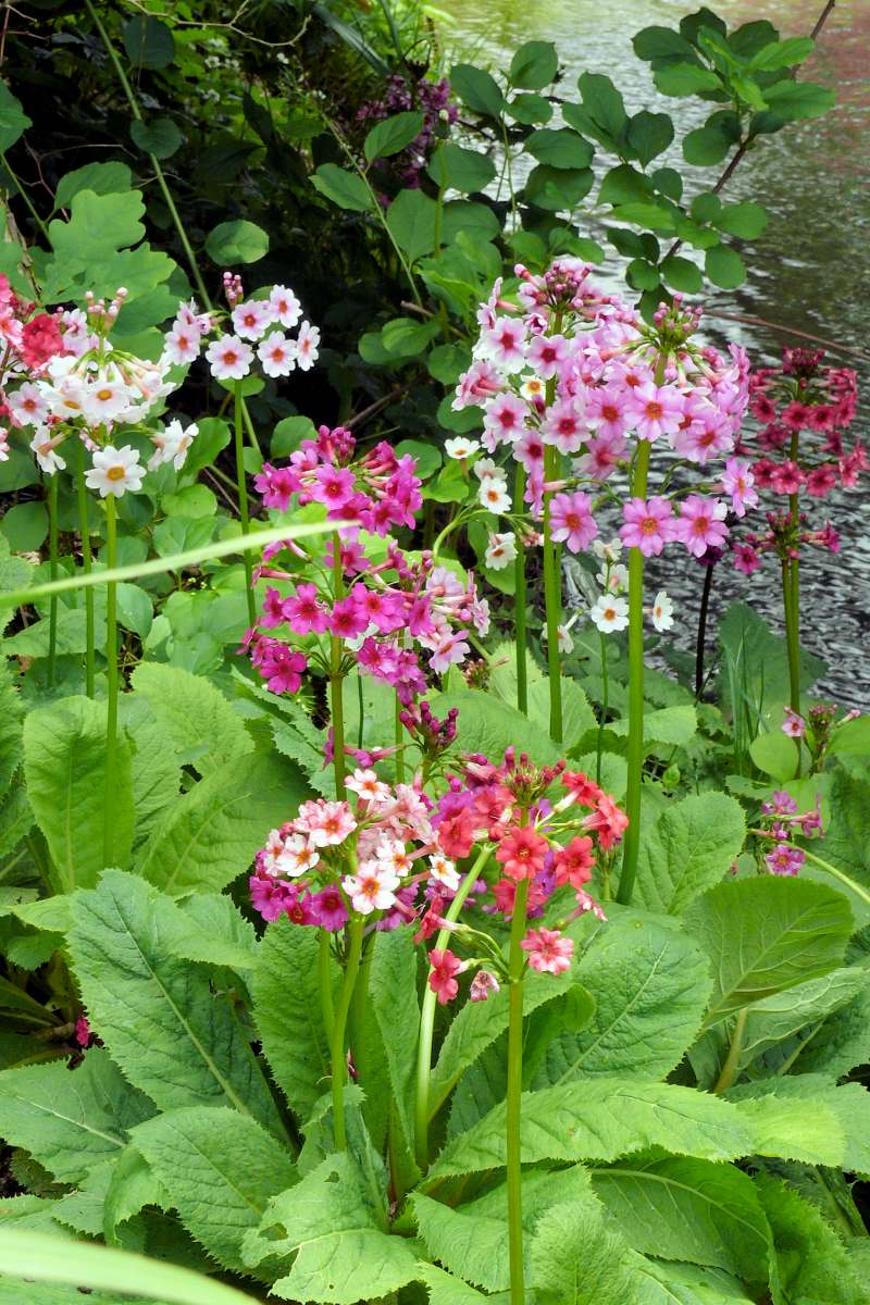 Primula japonica směs barev Primula japonica směs barev