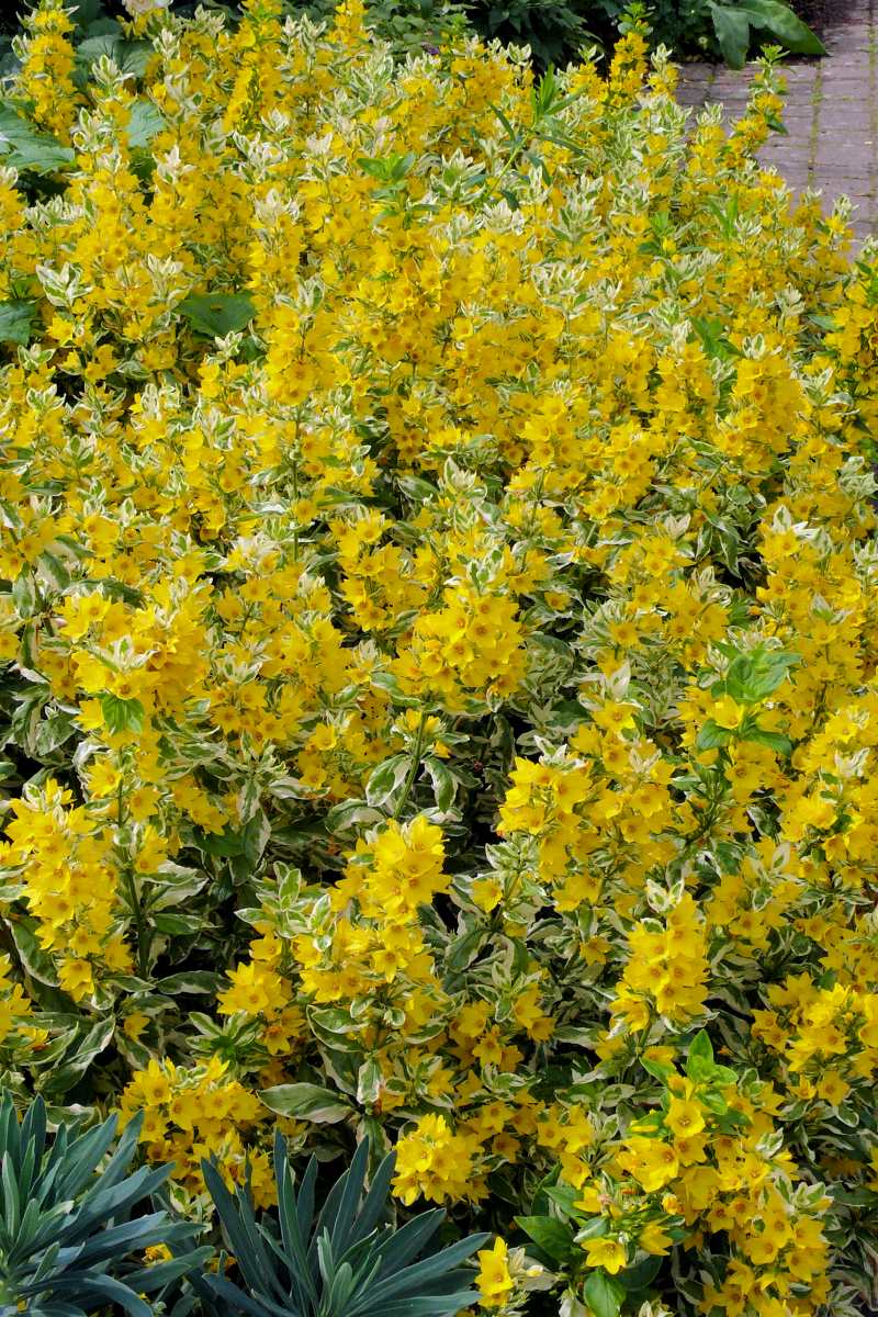 Lysimachia punctata kultivar Alexander atraktivní zbarvením listů s výrazně krémovým lemováním Lysimachia punctata kultivar Alexander atraktivní zbarvením listů s výrazně krémovým lemováním