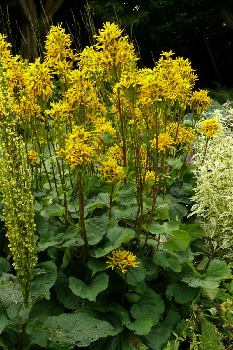 Ligularia dentata Sungold je dekorativní svými velkými listy a výraznými květy Ligularia dentata Sungold je dekorativní svými velkými listy a výraznými květy