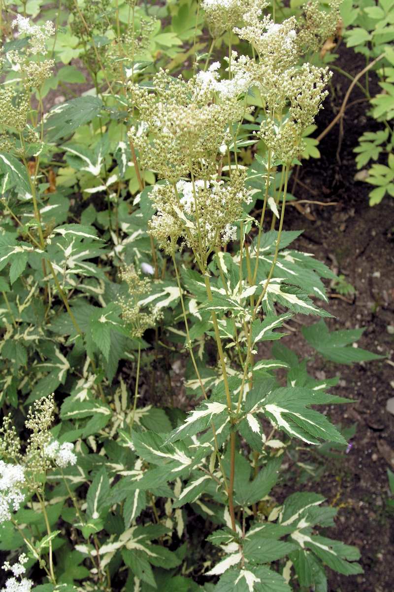 Odrůda tužebníku jilmového Variegata se zajímavým zbarvením listů Odrůda tužebníku jilmového Variegata se zajímavým zbarvením listů