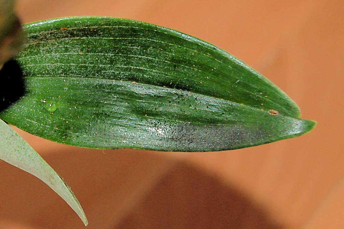 Dendrobium nobile, z dálky rostlina vypadá v pořádku. Je na ní sviluška i třásněnka. Po té zůstávají černé kupičky výkalů Dendrobium nobile, z dálky rostlina vypadá v pořádku. Je na ní sviluška i třásněnka. Po té zůstávají černé kupičky výkalů