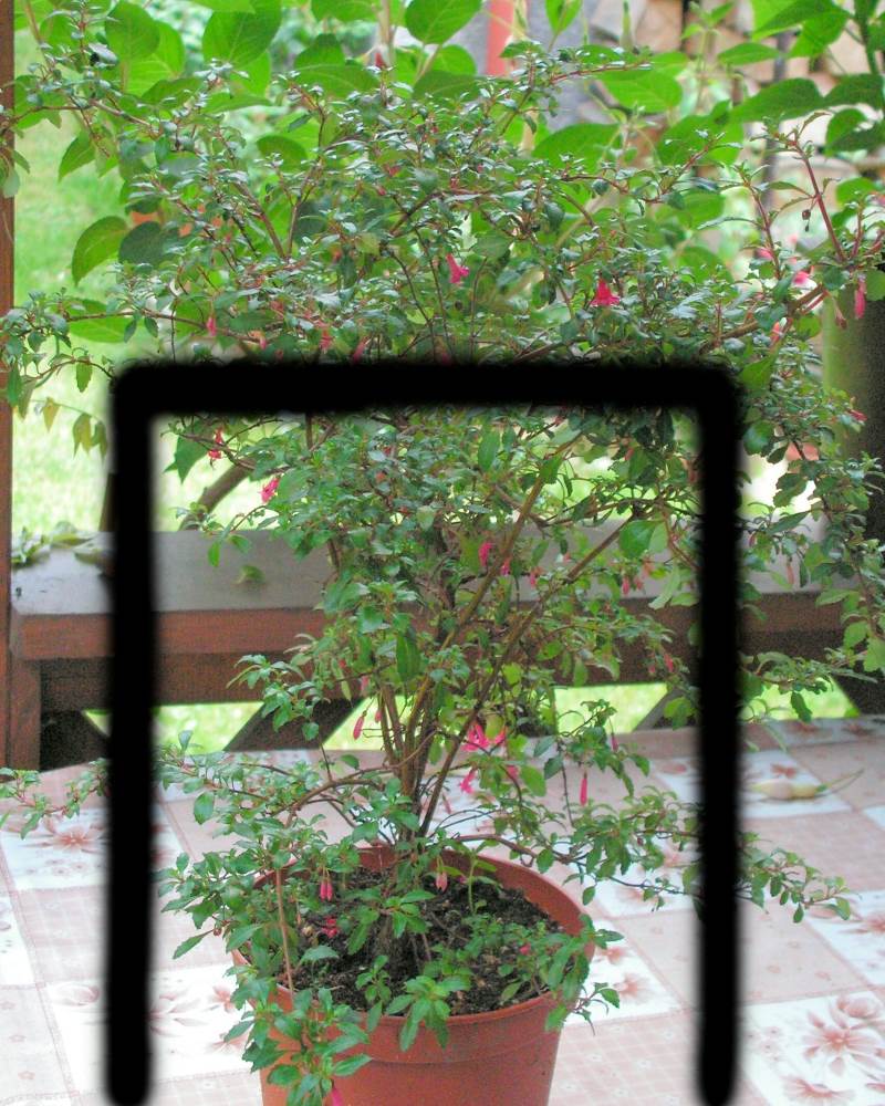 Jak před zimou upravit fuchsii zimní řez - fuchsie