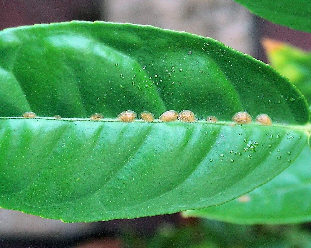 Puklice na citrusových listech. Může se vyskytovat na palmách, vánočních kaktusech, amarylisu i orchidejích puklice na listu citrusu