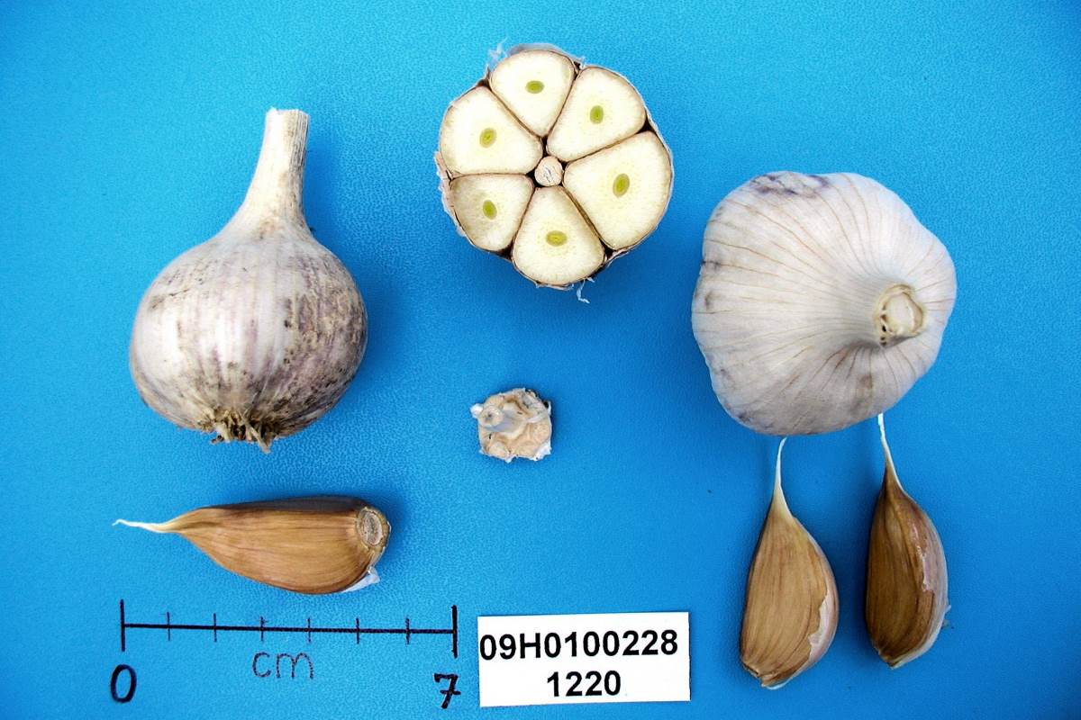 Krajová odrůda z Rumunska (Nafaru) Krajová odrůda z Rumunska (Nafaru)