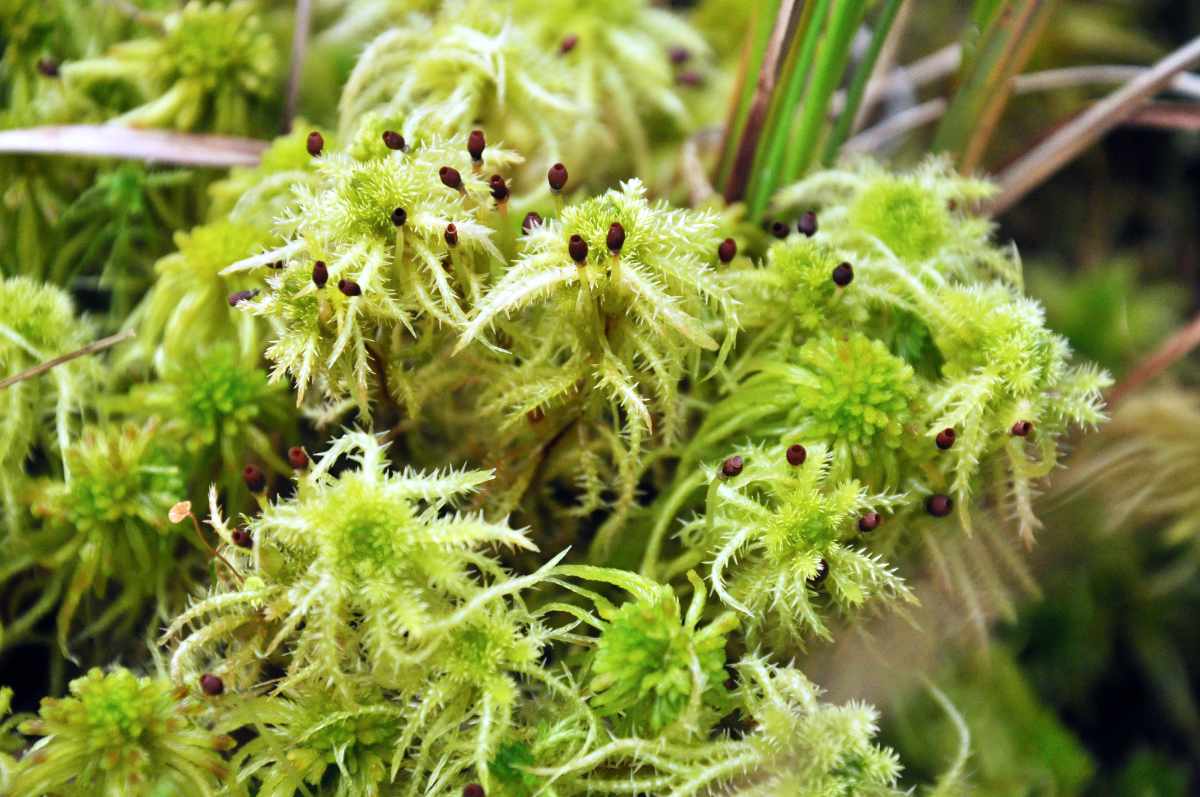 Rašeliník (Sphagnum squarrosum) Rašeliník se dobře rozrůstá