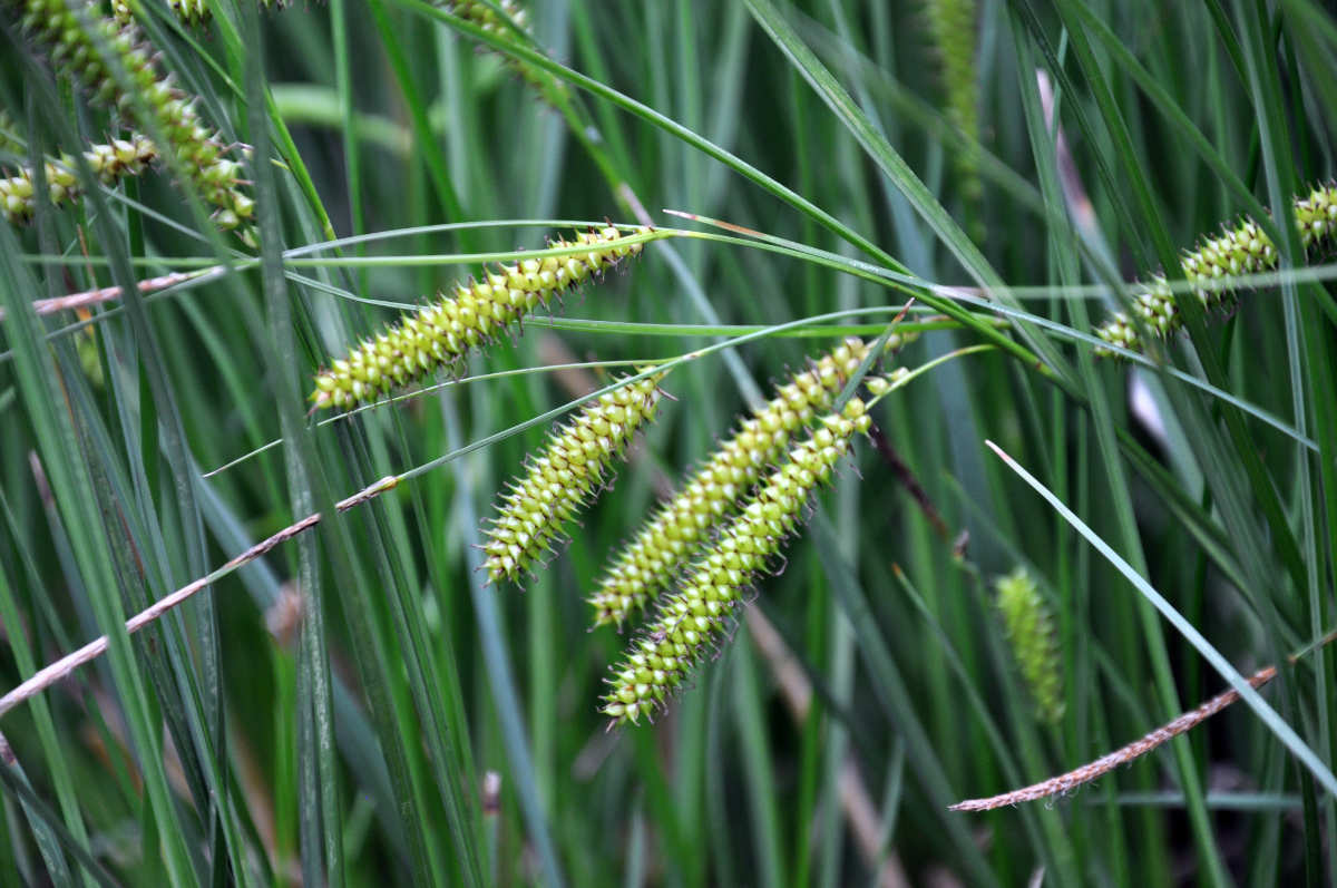Ostřice zobánkatá (Carex rostrata) Typické rostliny mokřadů
